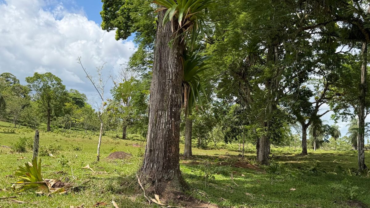 Fully Operational Livestock Development in Cuatro Esquinas