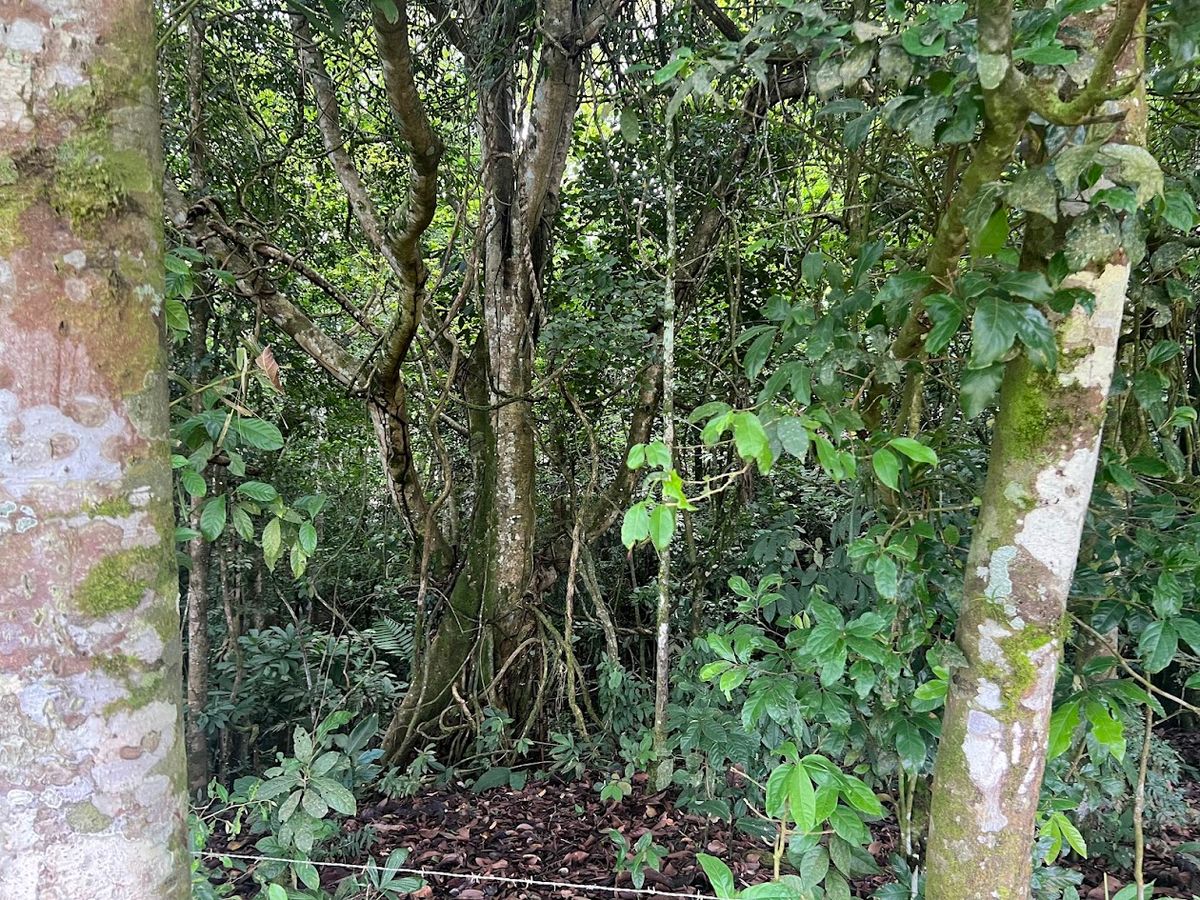 3,000 sqm Flat Lot in San Gerardo: Nature & Investment Opportunity