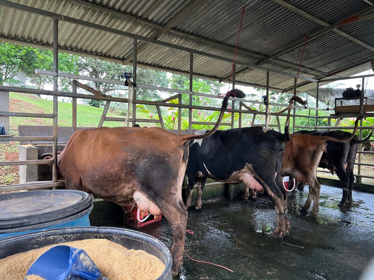 7-Hectare Self-Sufficient Dairy Farm and Cabin in Los Chiles