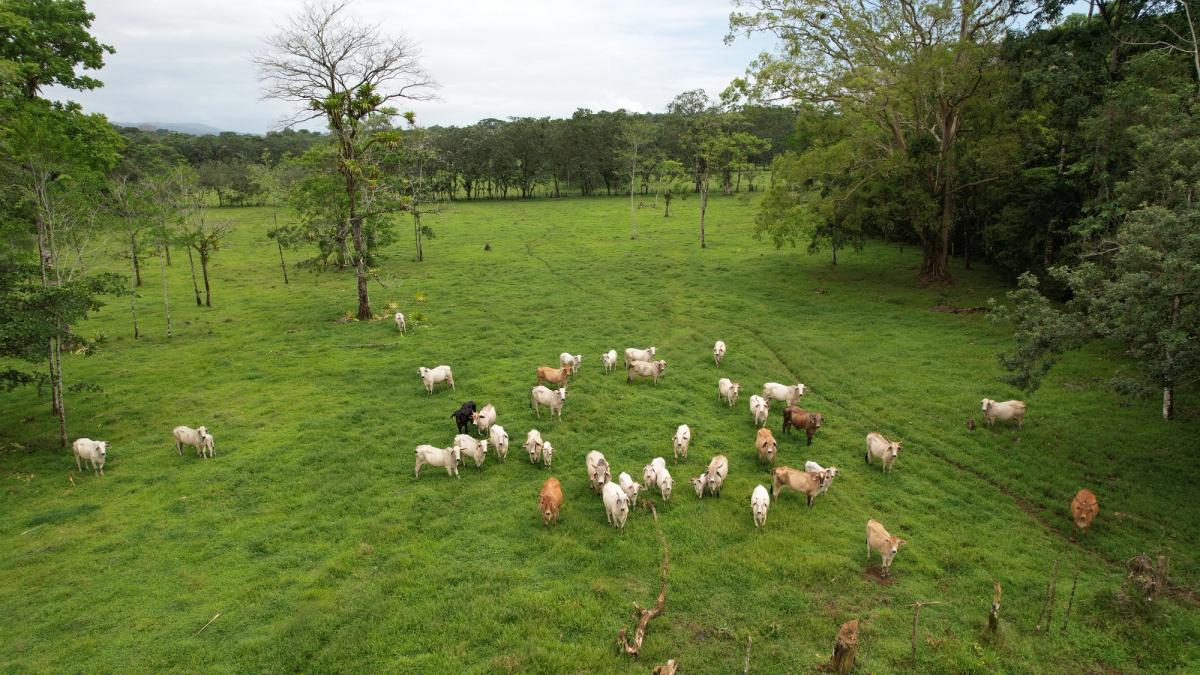 Finca Ganadera entre Upala y Bijagua: Dividida por Vía Nacional