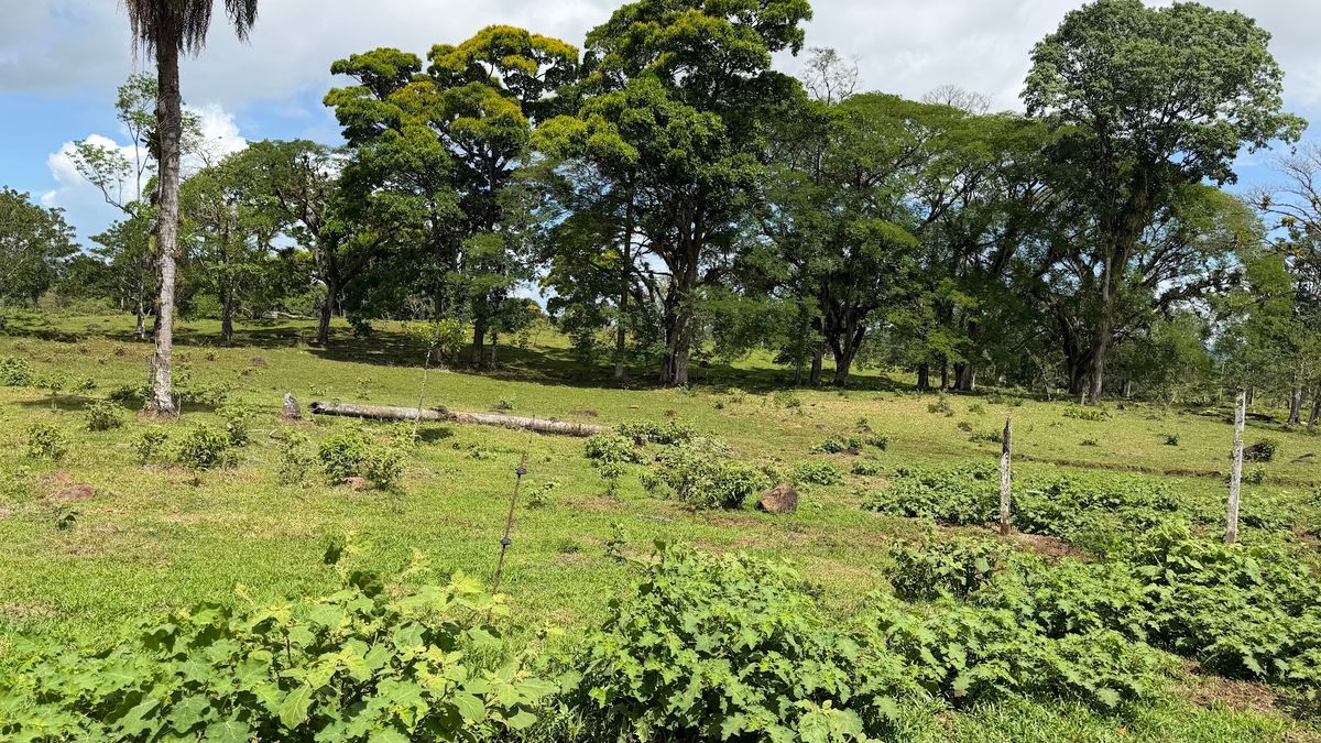 Fully Operational Livestock Development in Cuatro Esquinas