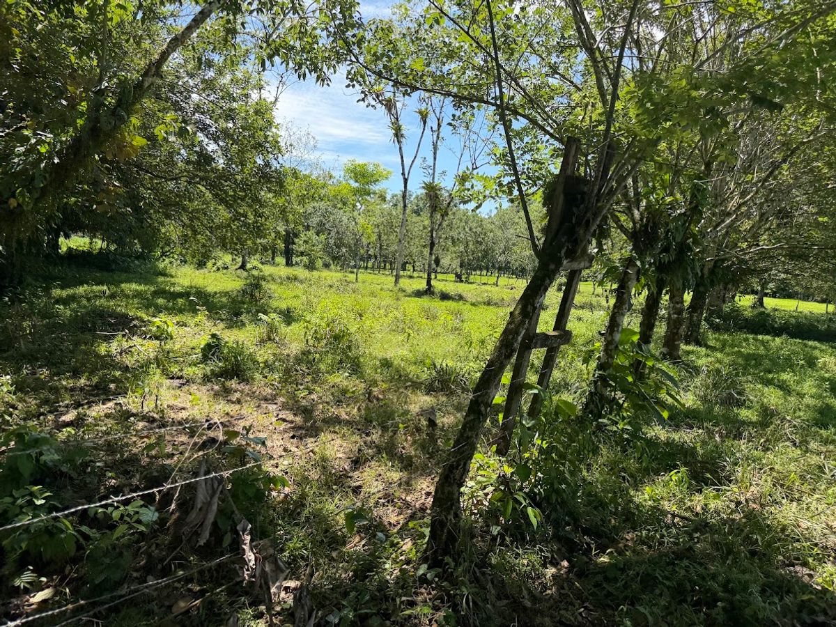 3.6-Hectare Livestock & Commercial Farm in La Vega: Main Road Frontage