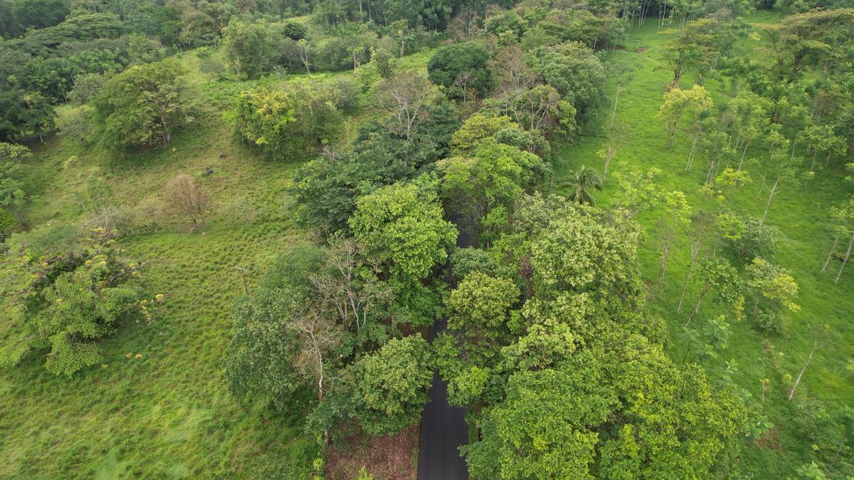 Finca Ganadera entre Upala y Bijagua: Dividida por Vía Nacional