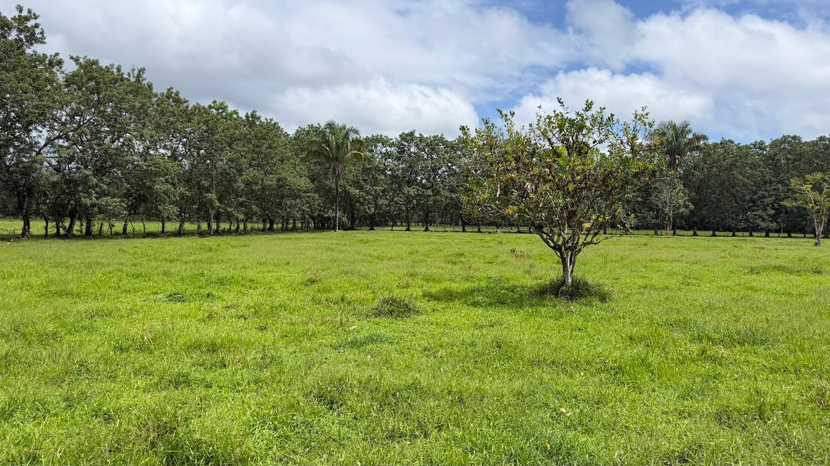 Finca Ganadera entre Upala y Bijagua: Dividida por Vía Nacional