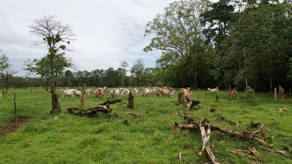 Finca Ganadera entre Upala y Bijagua: Dividida por Vía Nacional