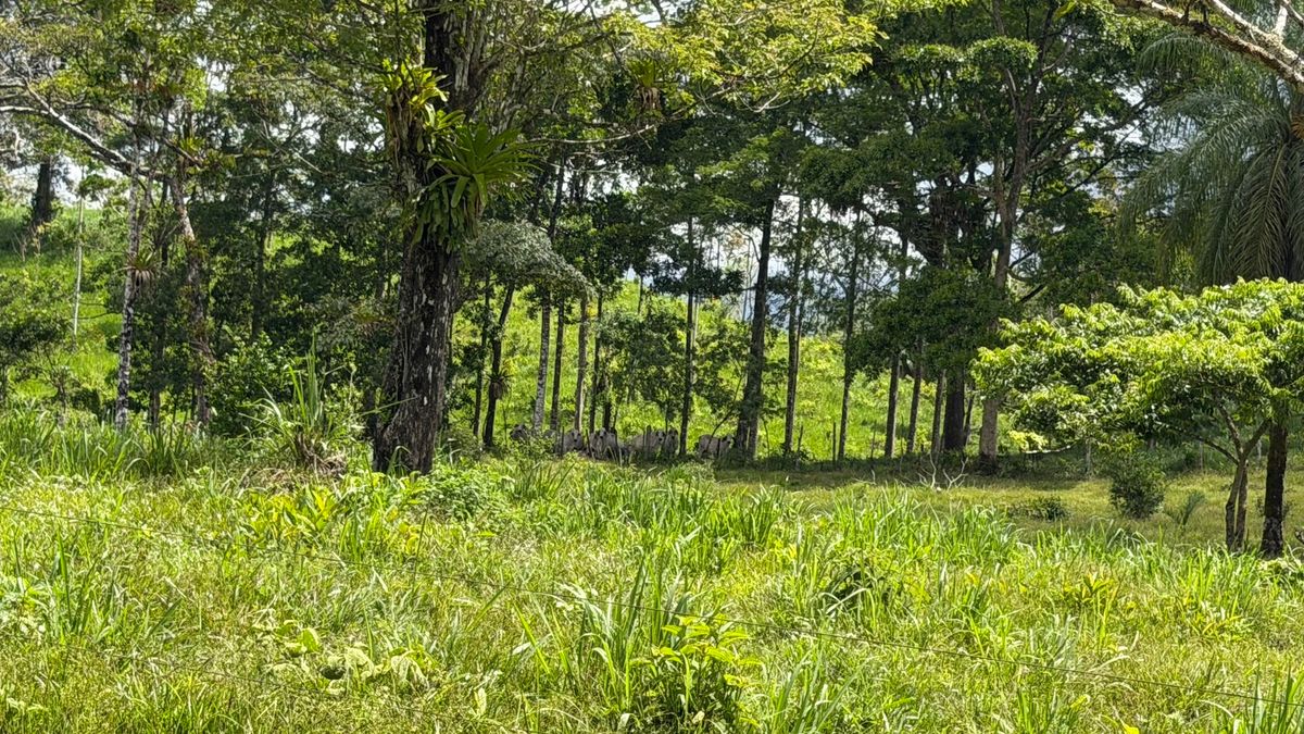Fully Operational Livestock Development in Cuatro Esquinas
