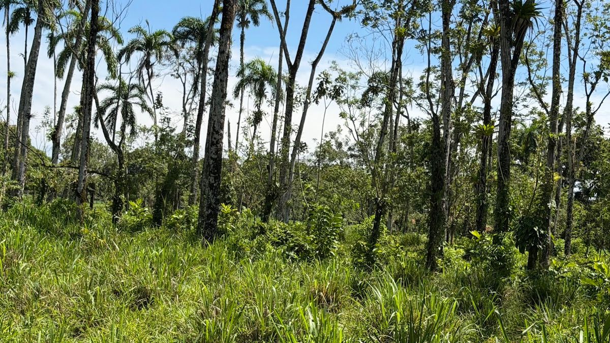 3.6-Hectare Livestock & Commercial Farm in La Vega: Main Road Frontage