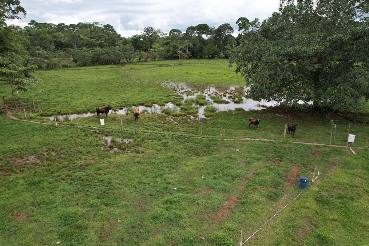 7-Hectare Self-Sufficient Dairy Farm and Cabin in Los Chiles