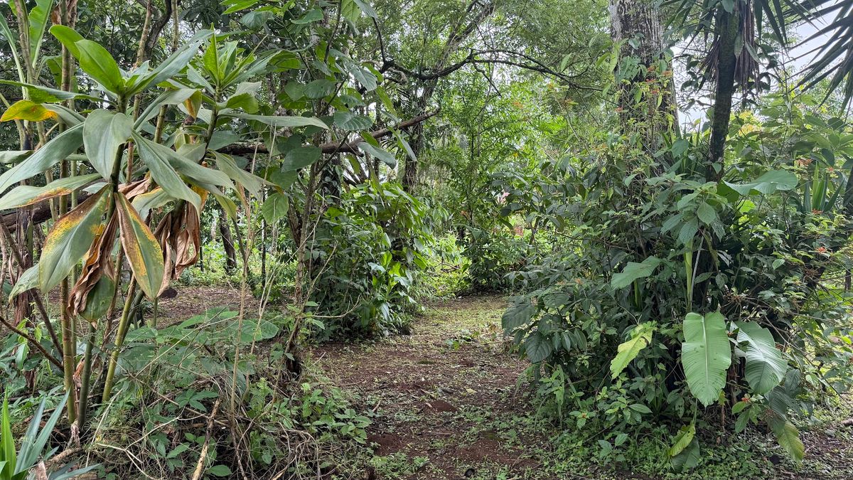 Land for Sale in Las Delicias, Aguas Zarcas: Heritage & Nature
