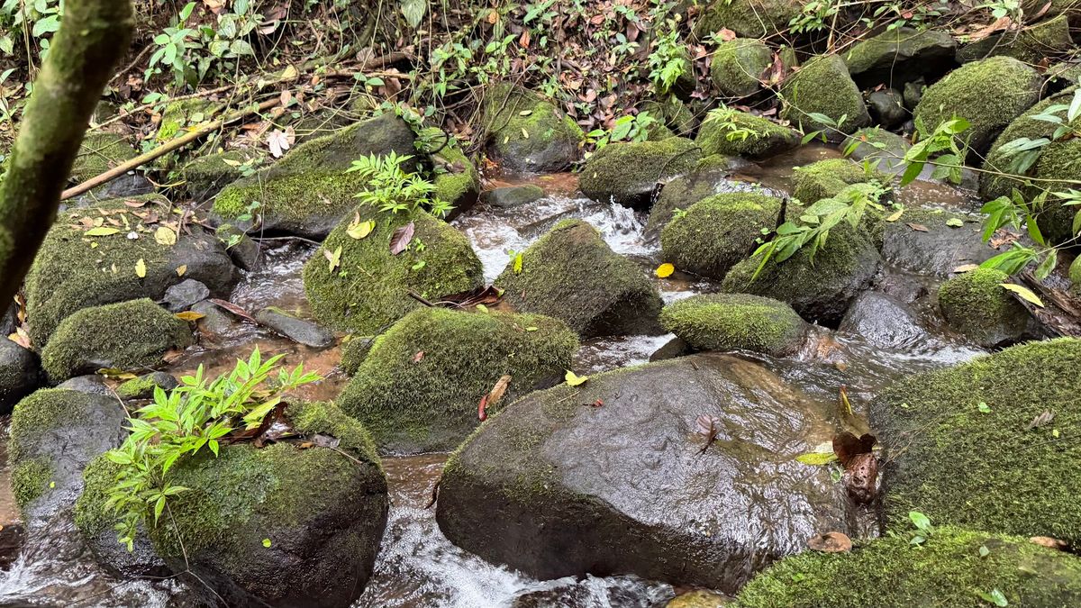 Finca Turística y Agropecuaria en San Carlos: Con Nacientes y Ríos