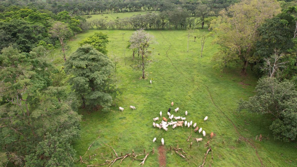 Finca Ganadera entre Upala y Bijagua: Dividida por Vía Nacional