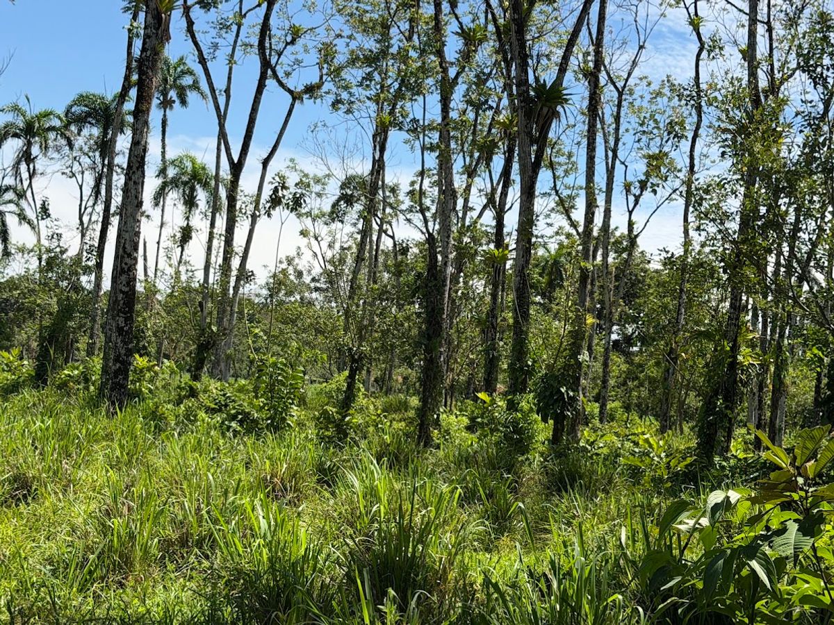 3.6-Hectare Livestock & Commercial Farm in La Vega: Main Road Frontage