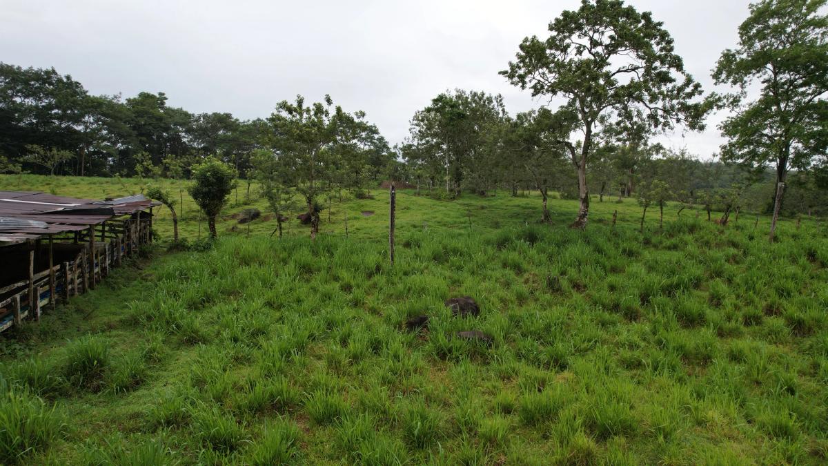 Finca Ganadera entre Upala y Bijagua: Dividida por Vía Nacional