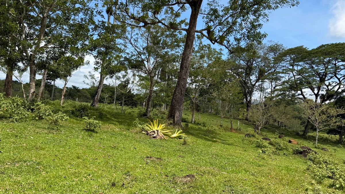 Fully Operational Livestock Development in Cuatro Esquinas
