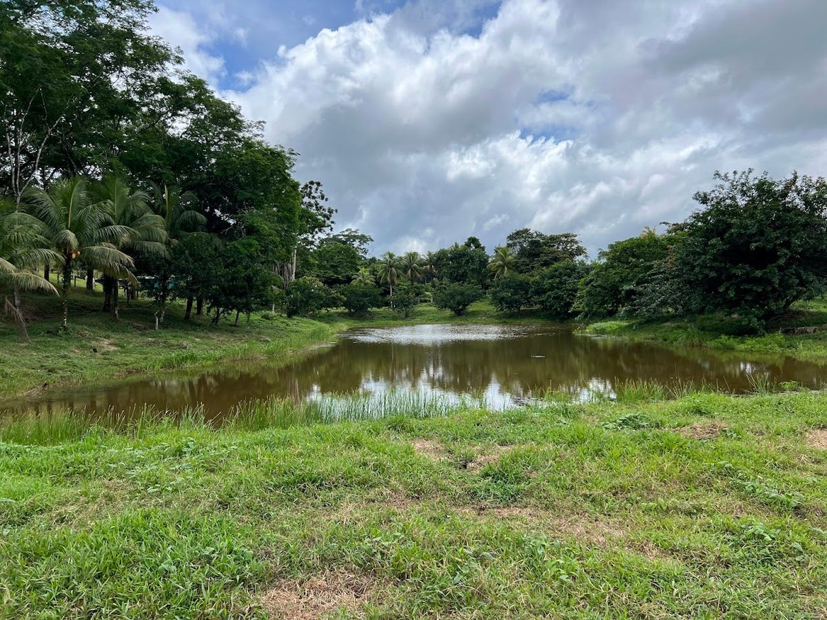 Cattle ranch in Costa Rica, San Carlos