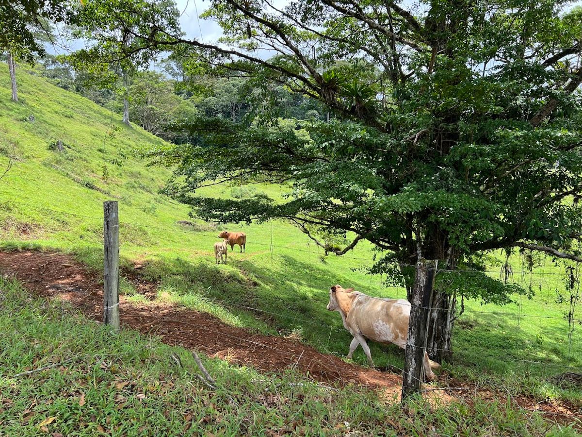 Cattle ranch in Costa Rica, San Carlos
