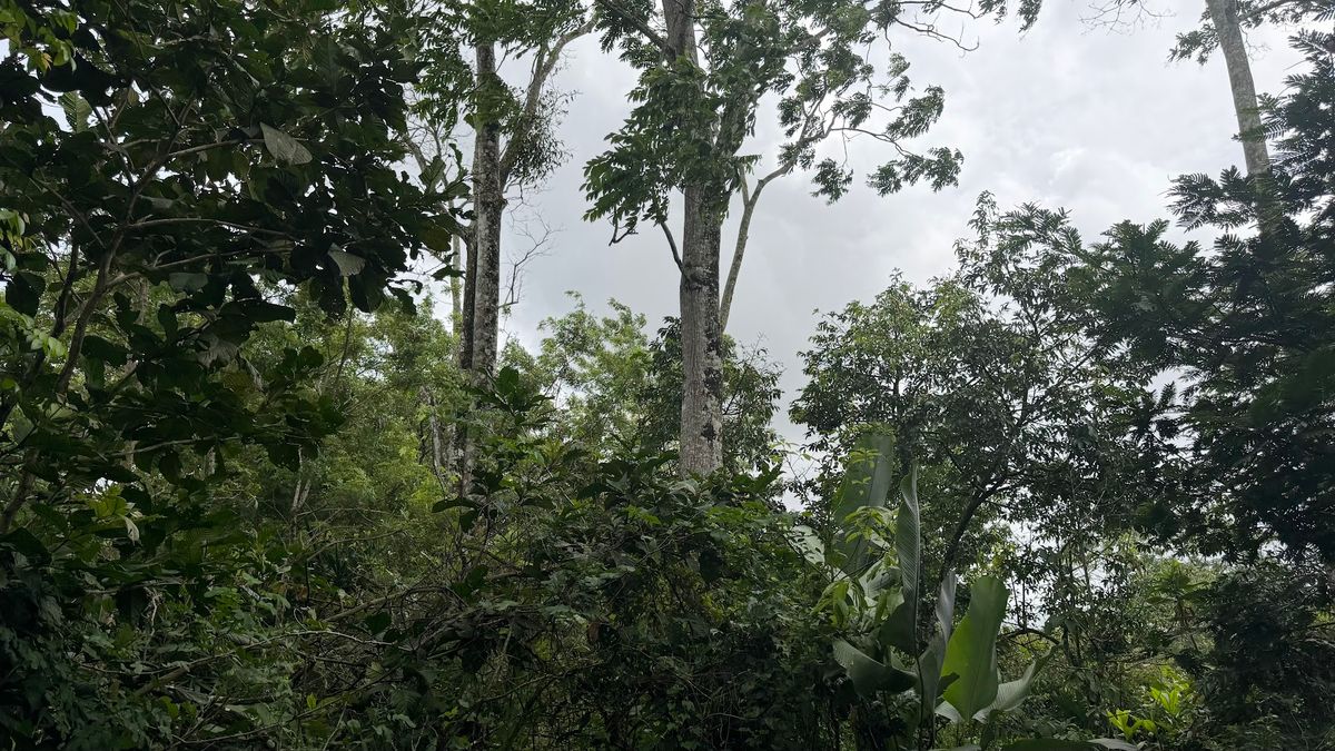 Land for Sale in Las Delicias, Aguas Zarcas: Heritage & Nature