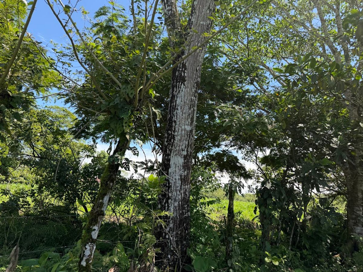 3.6-Hectare Livestock & Commercial Farm in La Vega: Main Road Frontage