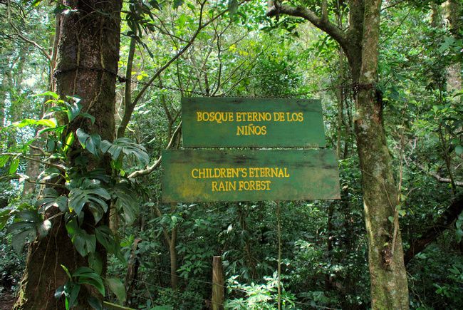 El Bosque Eterno de los Niños: Una Lección de Conservación que Cambió al Mundo