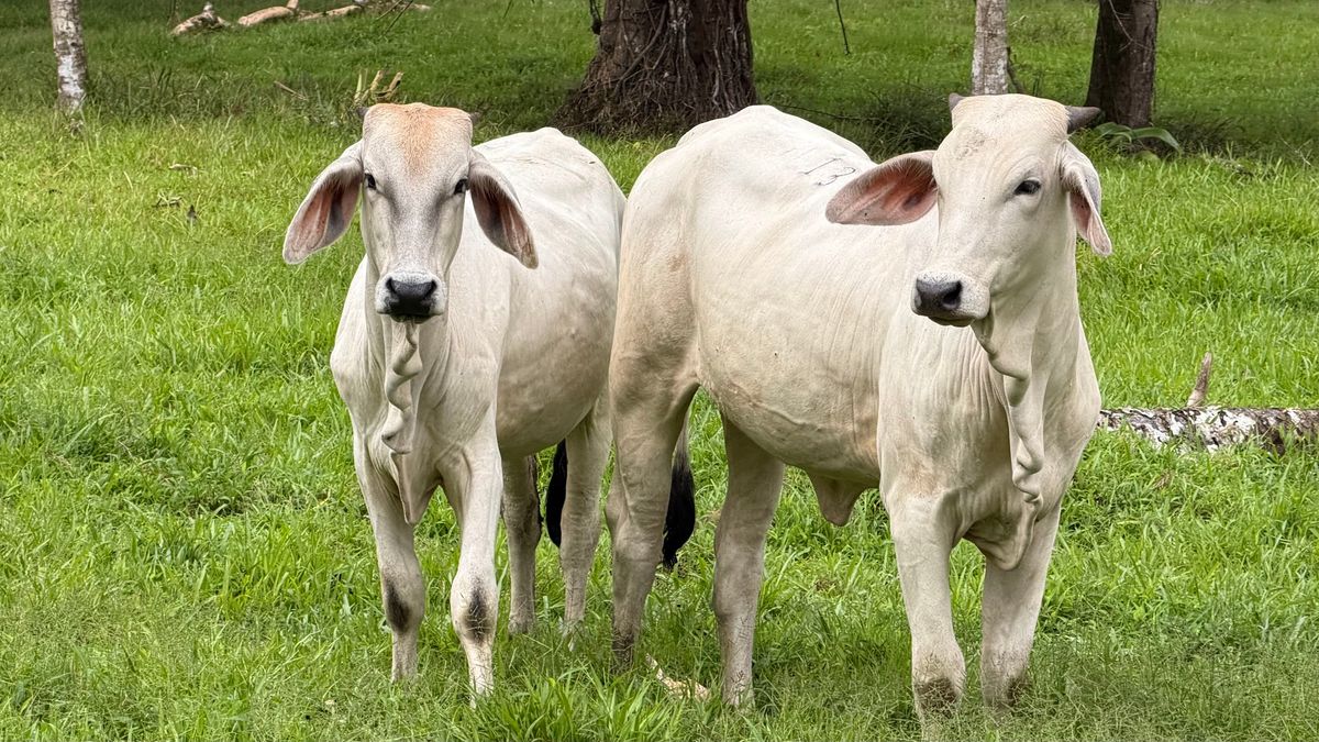 Finca Ganadera entre Upala y Bijagua: Dividida por Vía Nacional