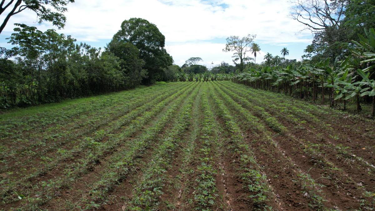 2-Hectare Farm in La Perla, La Fortuna: Commercial Frontage & Peñas Blancas River