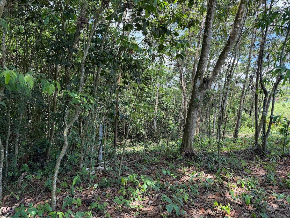 725 sqm Lot in Chachagua: Near La Fortuna & Arenal Volcano
