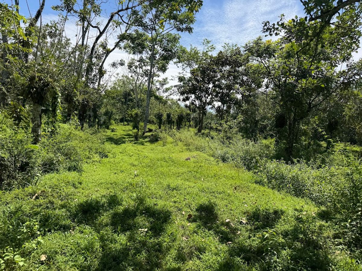3.6-Hectare Livestock & Commercial Farm in La Vega: Main Road Frontage