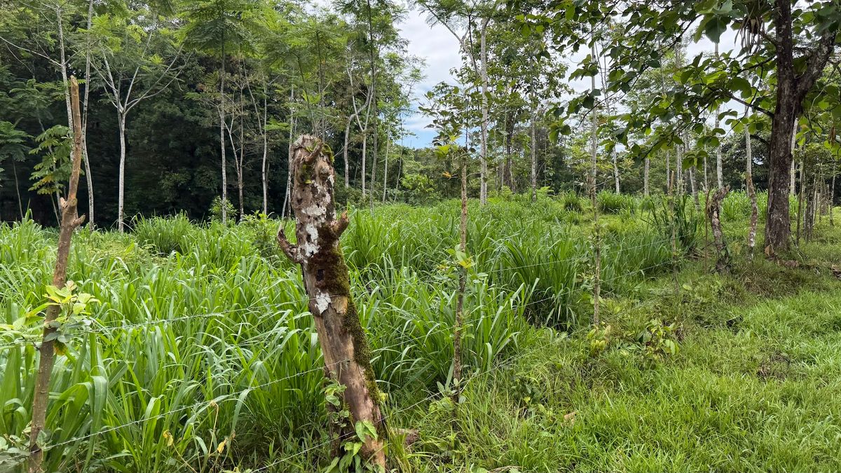 Finca Ganadera entre Upala y Bijagua: Dividida por Vía Nacional