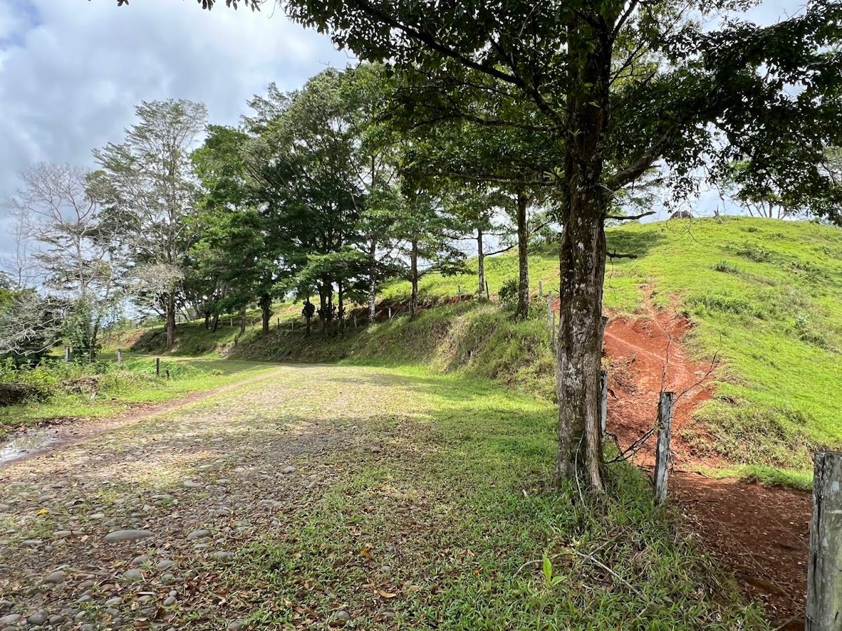 Cattle ranch in Costa Rica, San Carlos