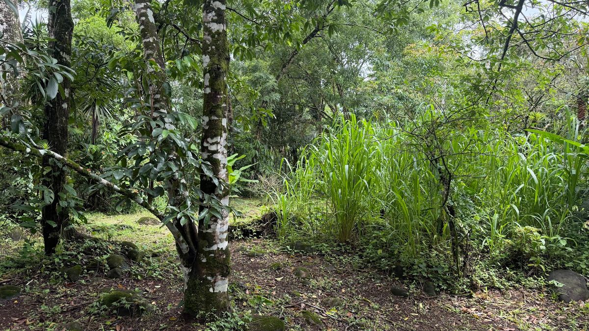 Land for Sale in Las Delicias, Aguas Zarcas: Heritage & Nature