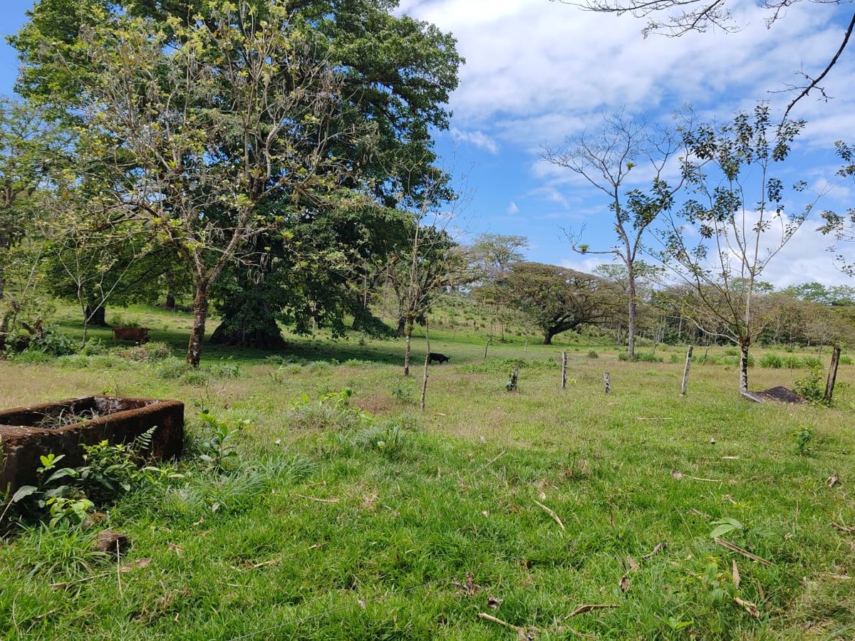 Finca Ganadera entre Upala y Bijagua: Dividida por Vía Nacional