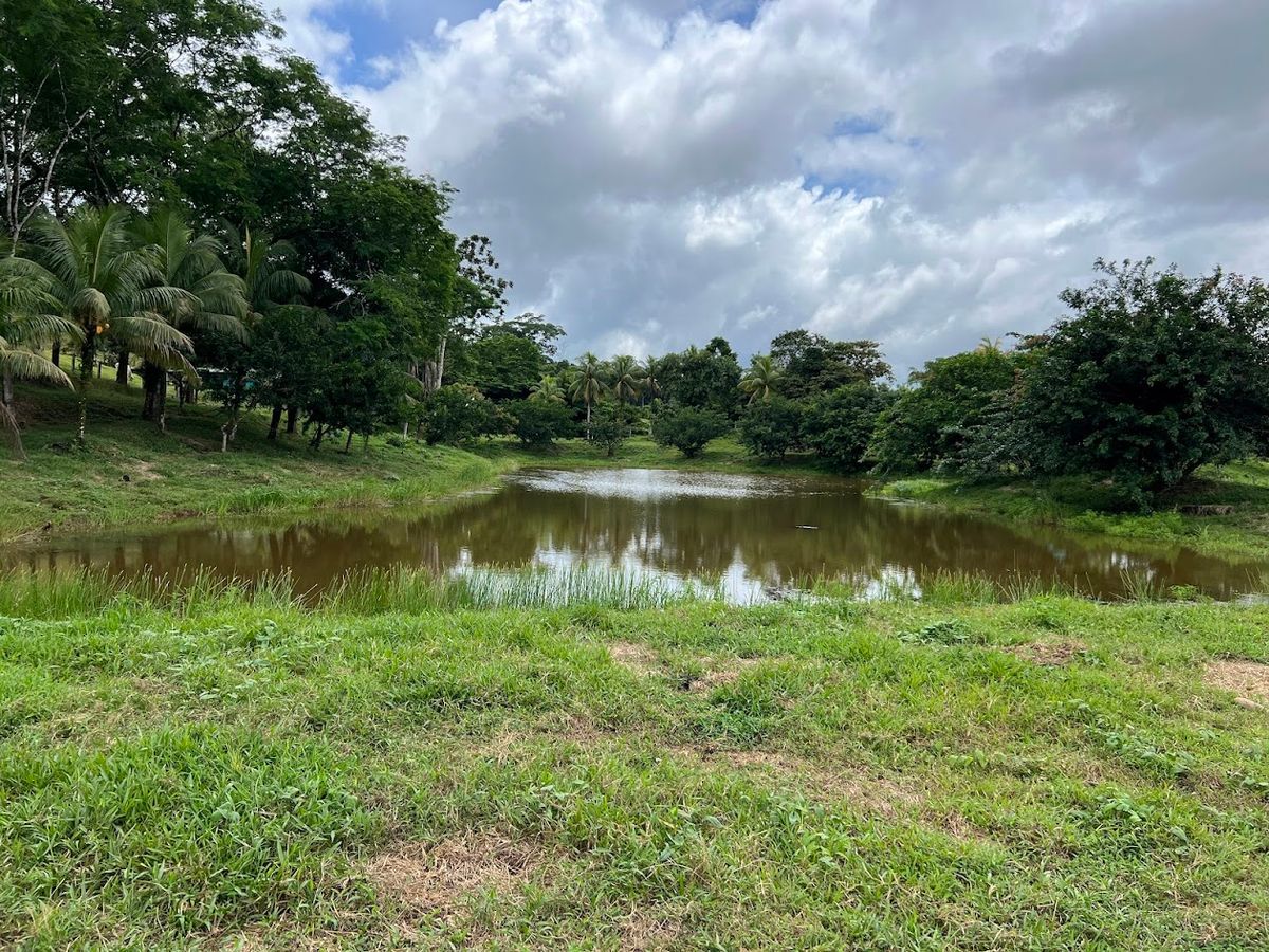 Cattle ranch in Costa Rica, San Carlos