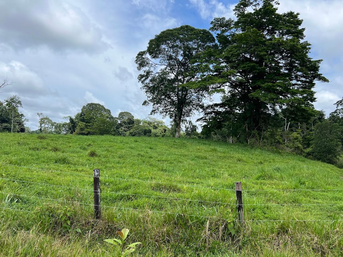 Cattle ranch in Costa Rica, San Carlos