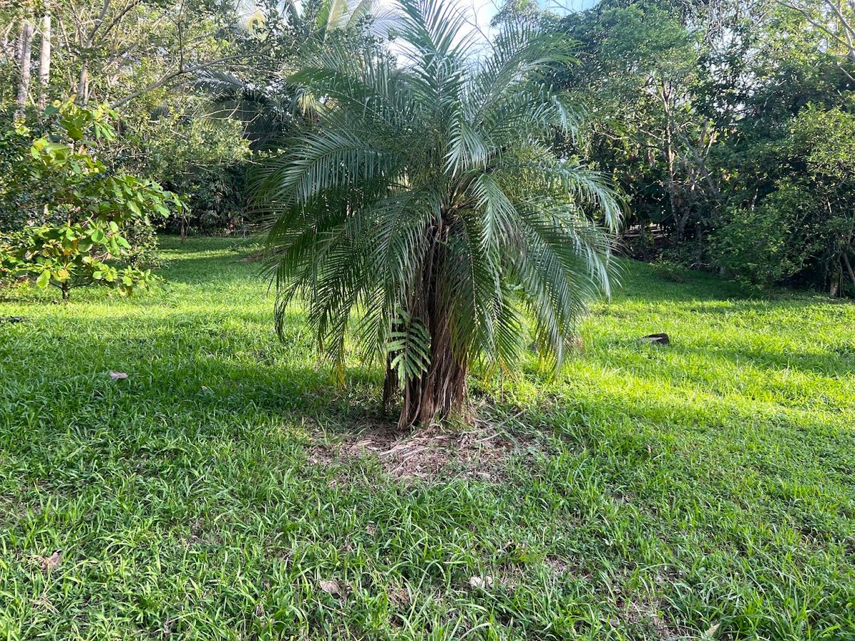 Lot in Cuestillas, Florencia with Panoramic Views