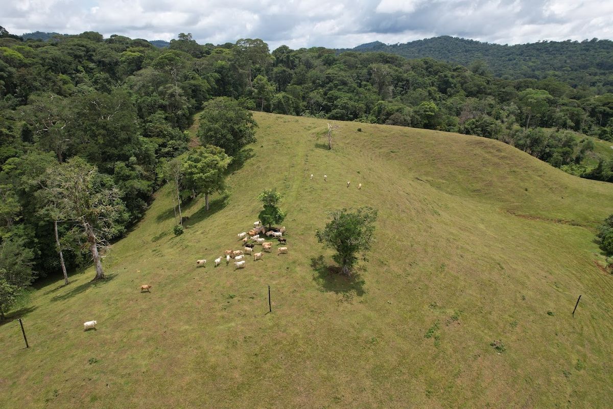 Cattle ranch in Costa Rica, San Carlos