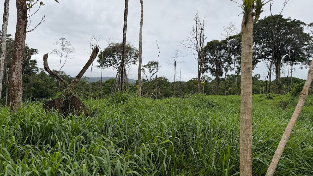 Finca Ganadera entre Upala y Bijagua: Dividida por Vía Nacional