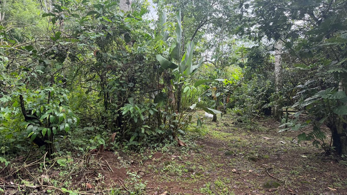 Land for Sale in Las Delicias, Aguas Zarcas: Heritage & Nature