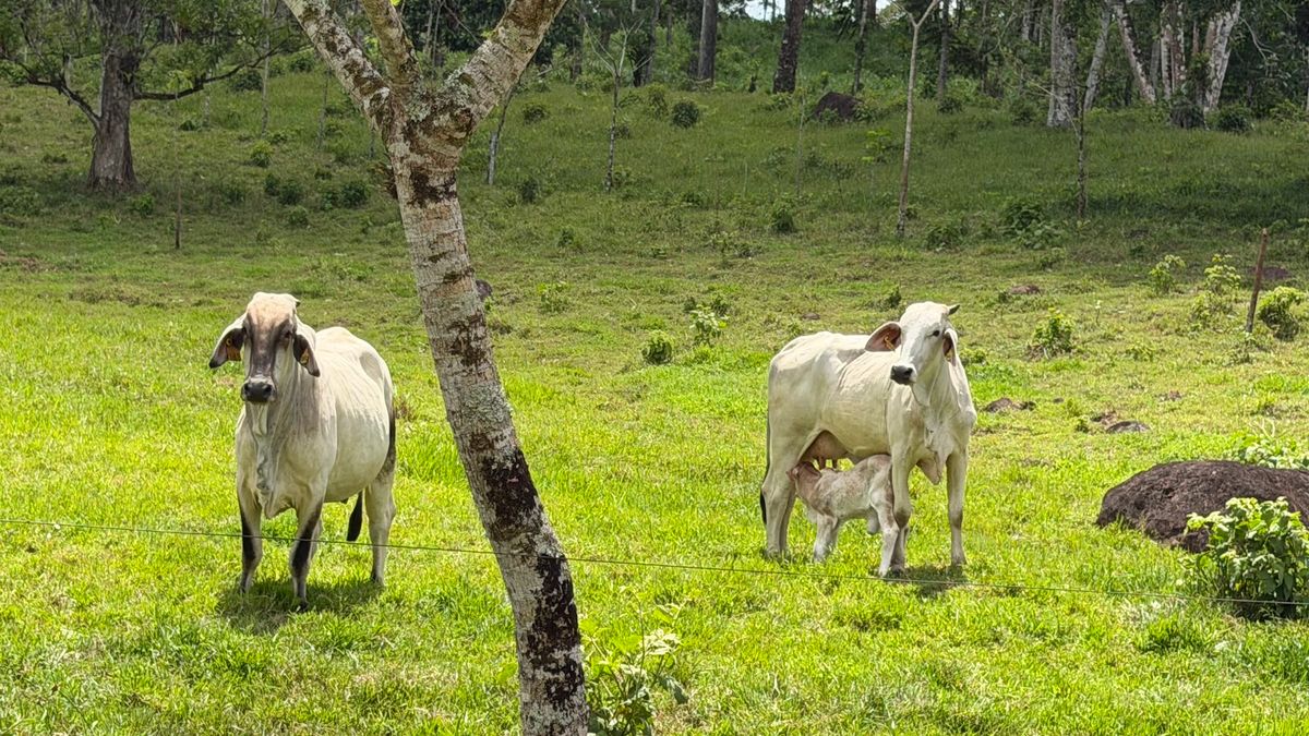Fully Operational Livestock Development in Cuatro Esquinas