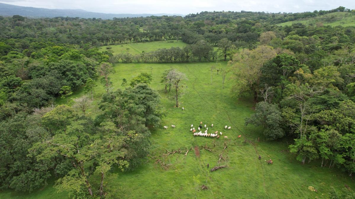 Finca Ganadera entre Upala y Bijagua: Dividida por Vía Nacional