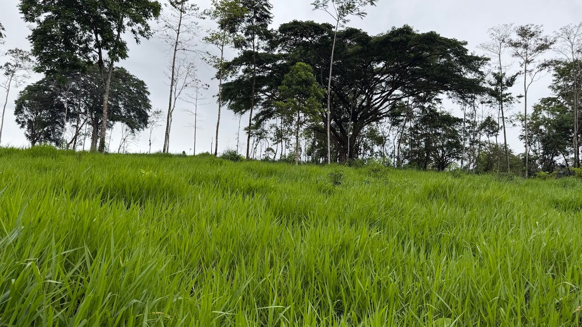 Finca Ganadera entre Upala y Bijagua: Dividida por Vía Nacional