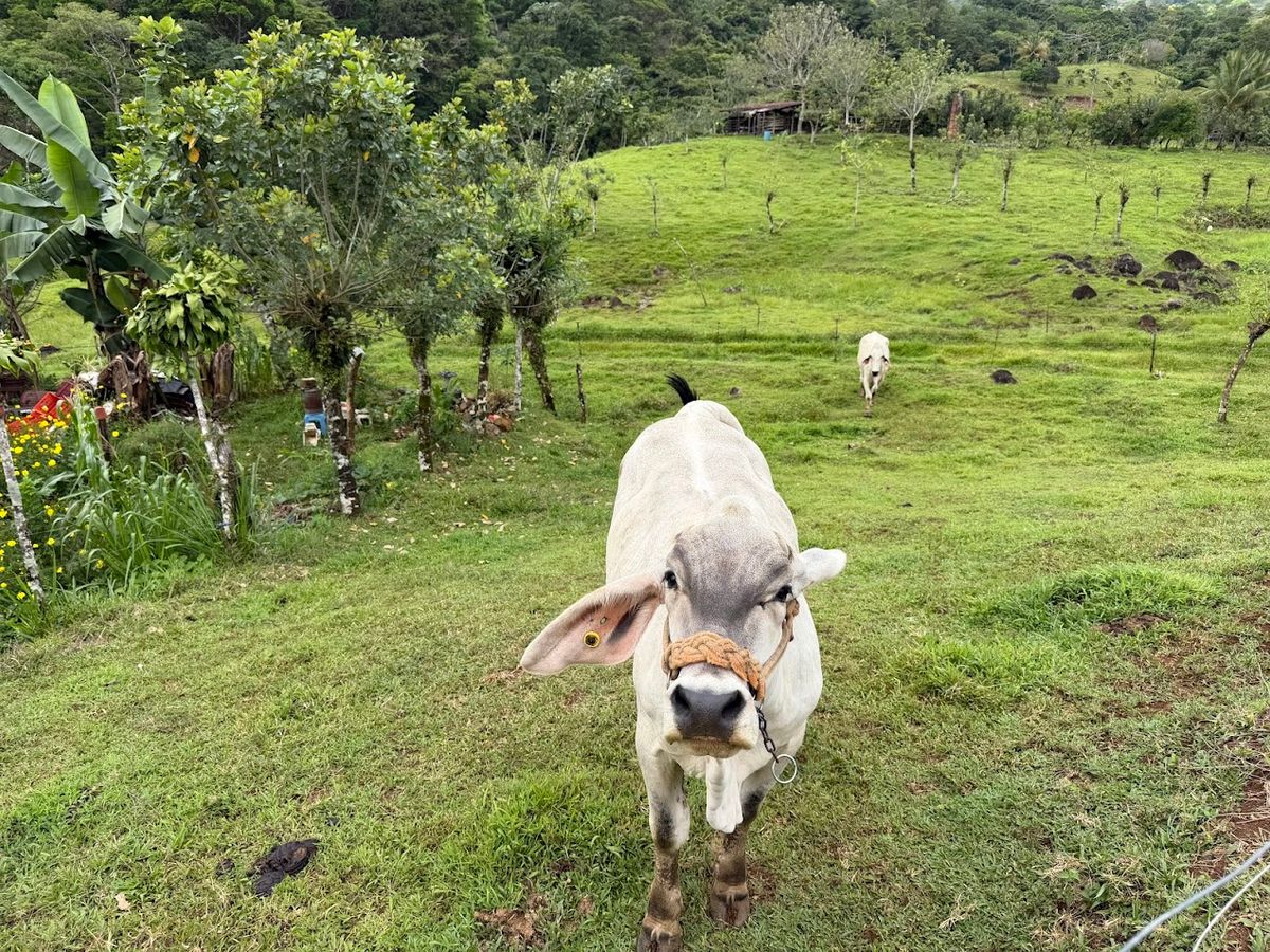 Finca Turística y Agropecuaria en San Carlos: Con Nacientes y Ríos