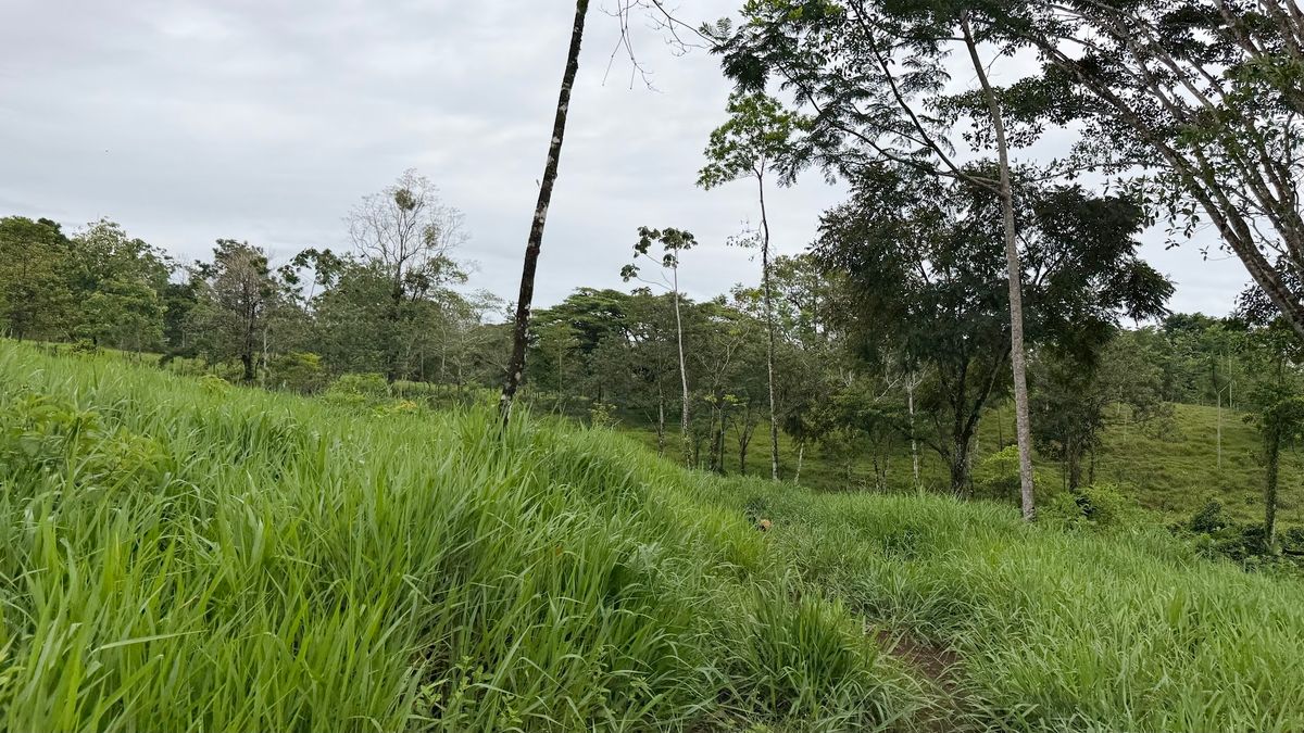 Finca Ganadera entre Upala y Bijagua: Dividida por Vía Nacional