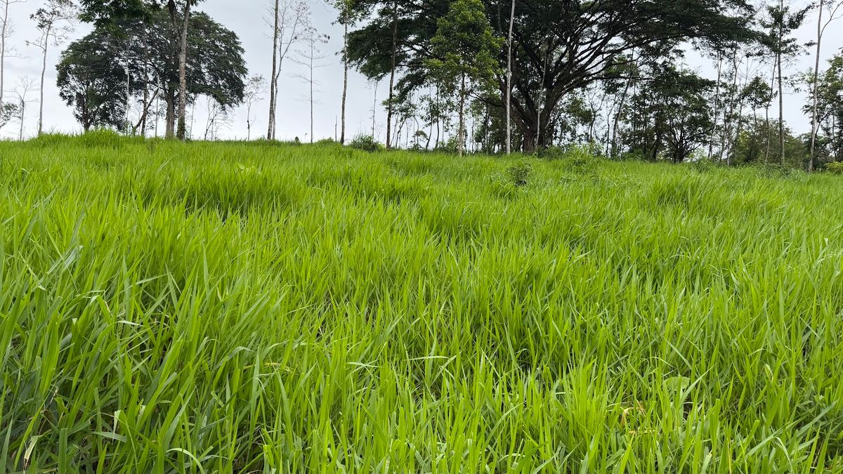 Finca Ganadera entre Upala y Bijagua: Dividida por Vía Nacional
