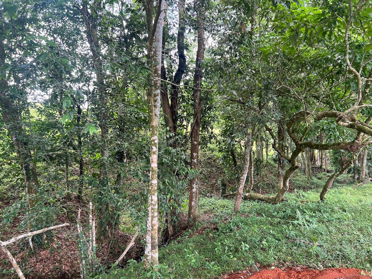 4,036 sqm Versatile Rural Lot in San Jorge de Cutris, San Carlos