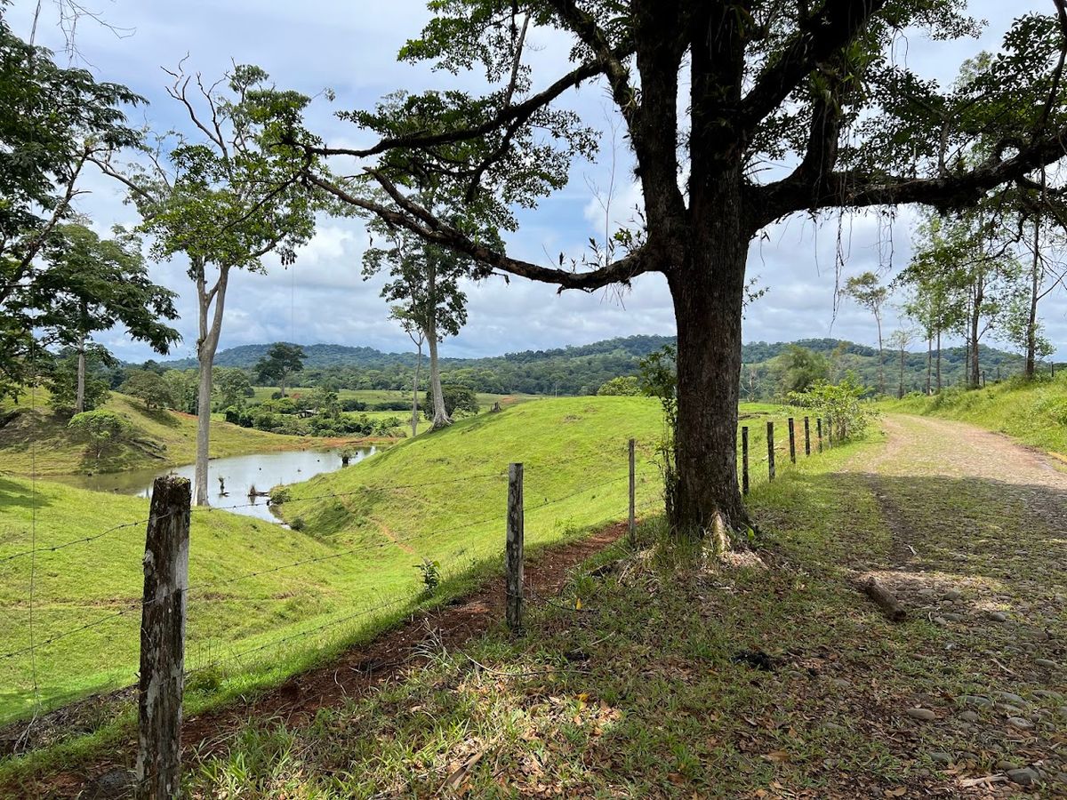 Cattle ranch in Costa Rica, San Carlos