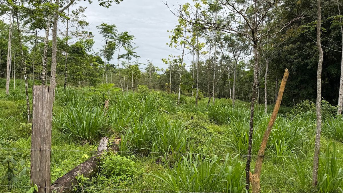 Finca Ganadera entre Upala y Bijagua: Dividida por Vía Nacional