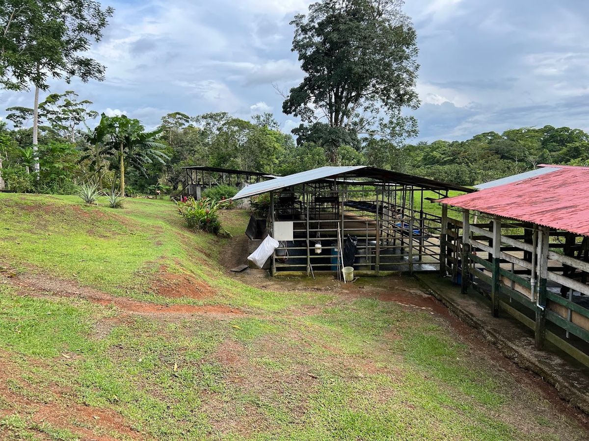 7-Hectare Self-Sufficient Dairy Farm and Cabin in Los Chiles