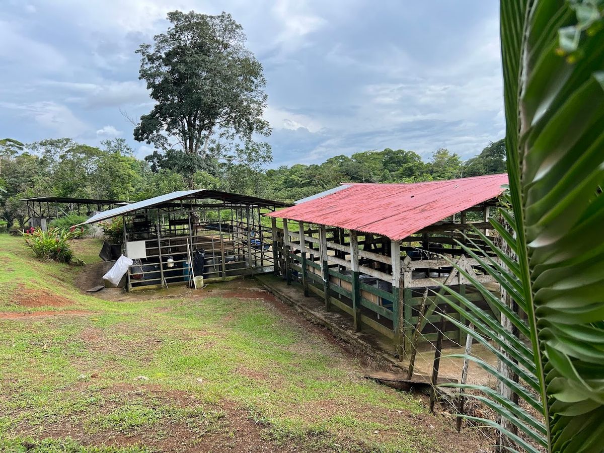 7-Hectare Self-Sufficient Dairy Farm and Cabin in Los Chiles