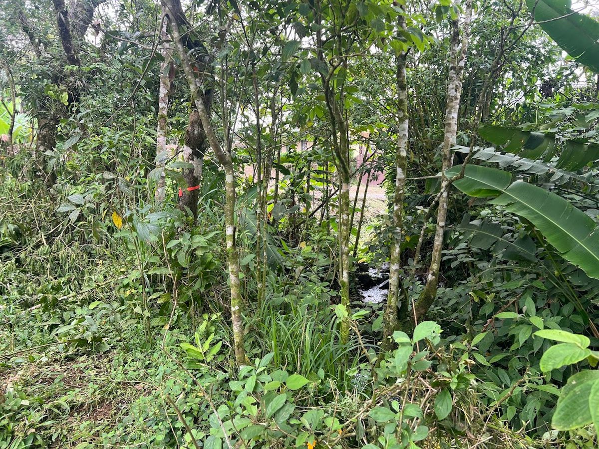 3,000 sqm Flat Lot in San Gerardo: Nature & Investment Opportunity