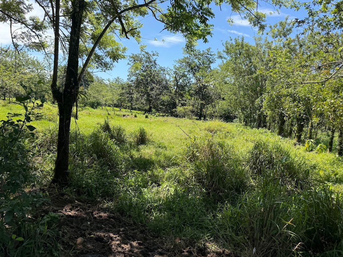 3.6-Hectare Livestock & Commercial Farm in La Vega: Main Road Frontage
